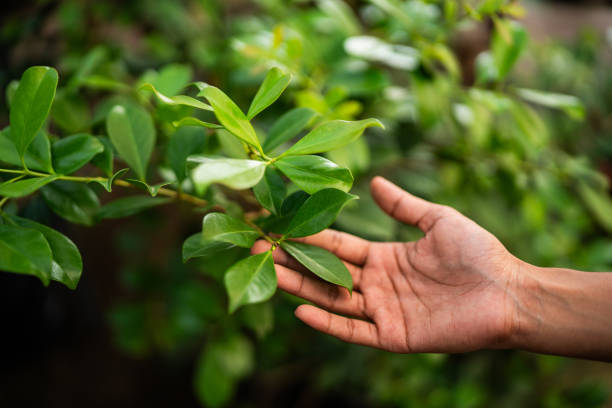 Glasgow, KY Tree Care Services Company